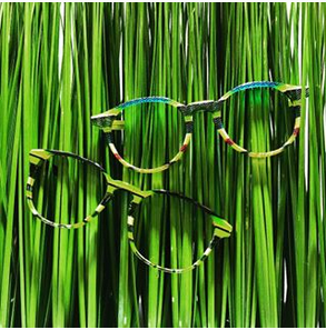 visuel herbe monture sur mesure acetate de cellulose C l'optique lunetorologisterie opticien indépendant strasbourg alsace bas rhin claude fersing luneterologisterie